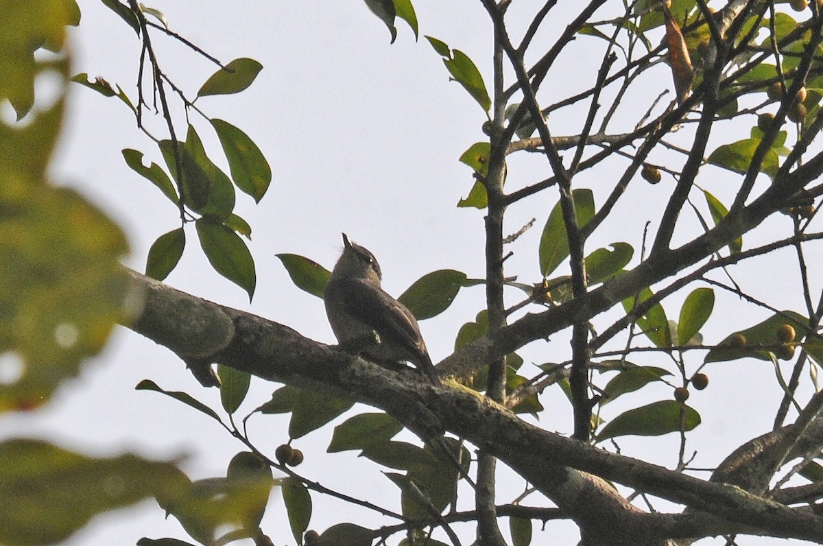 Red-shouldered Cuckooshrike - ML637458809