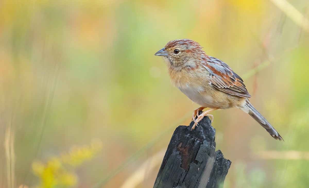 Bachman's Sparrow - ML637458867