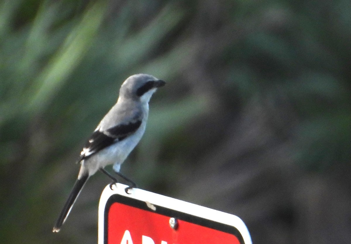 Loggerhead Shrike - ML637458869