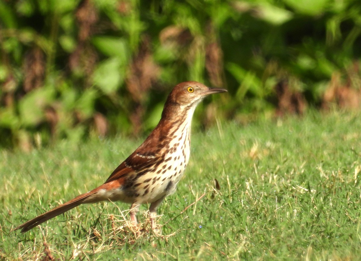 Brown Thrasher - ML637458877
