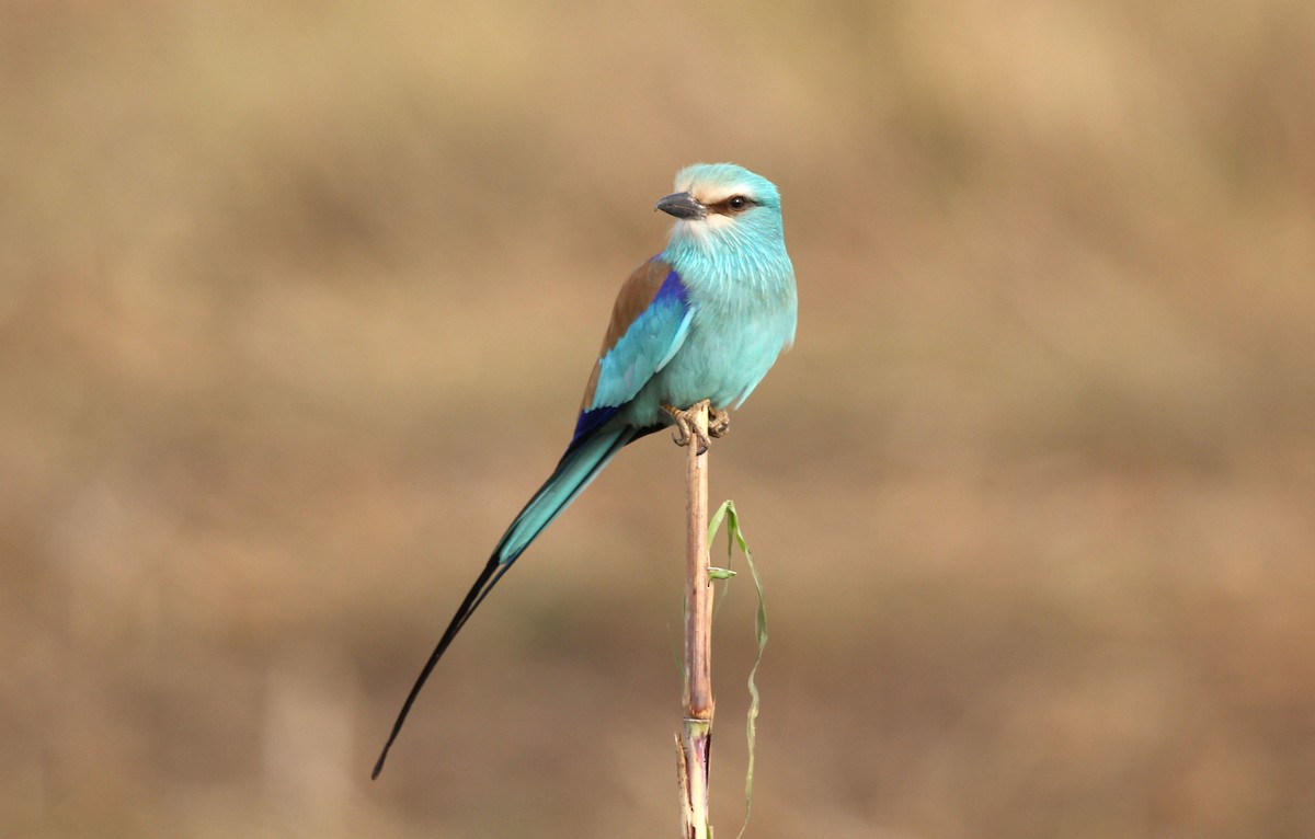 Abyssinian Roller - ML637458878