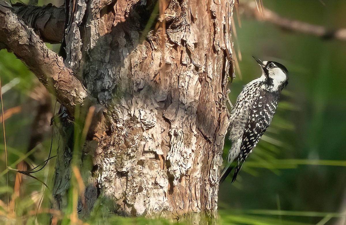 Red-cockaded Woodpecker - ML637458882