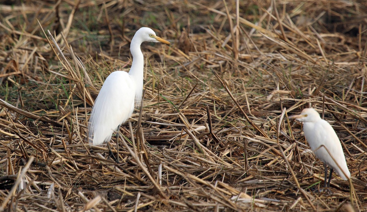 Yellow-billed Egret - ML637458907