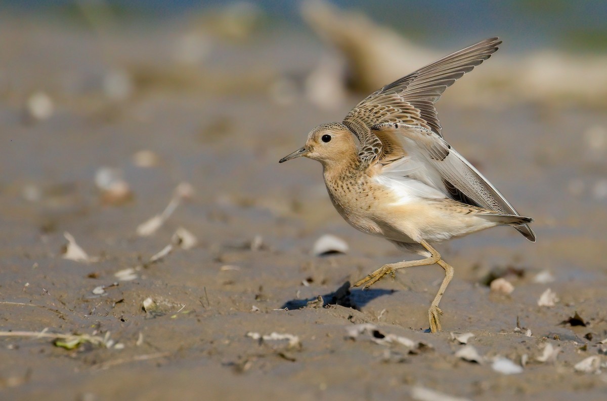 Buff-breasted Sandpiper - ML637458913