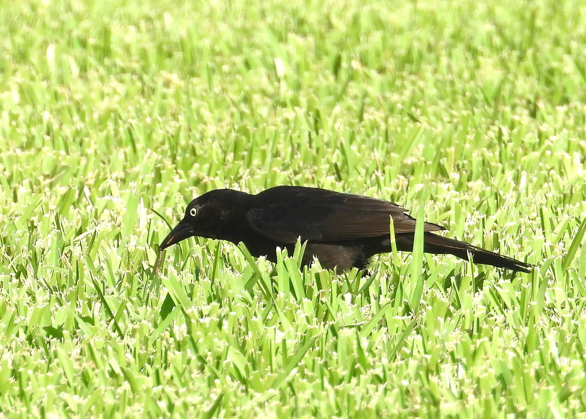 Common Grackle - ML637458918