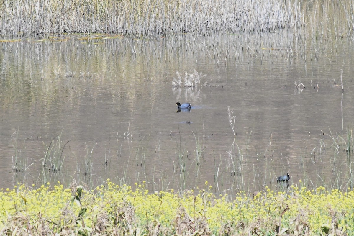 Slate-colored Coot - ML637458936