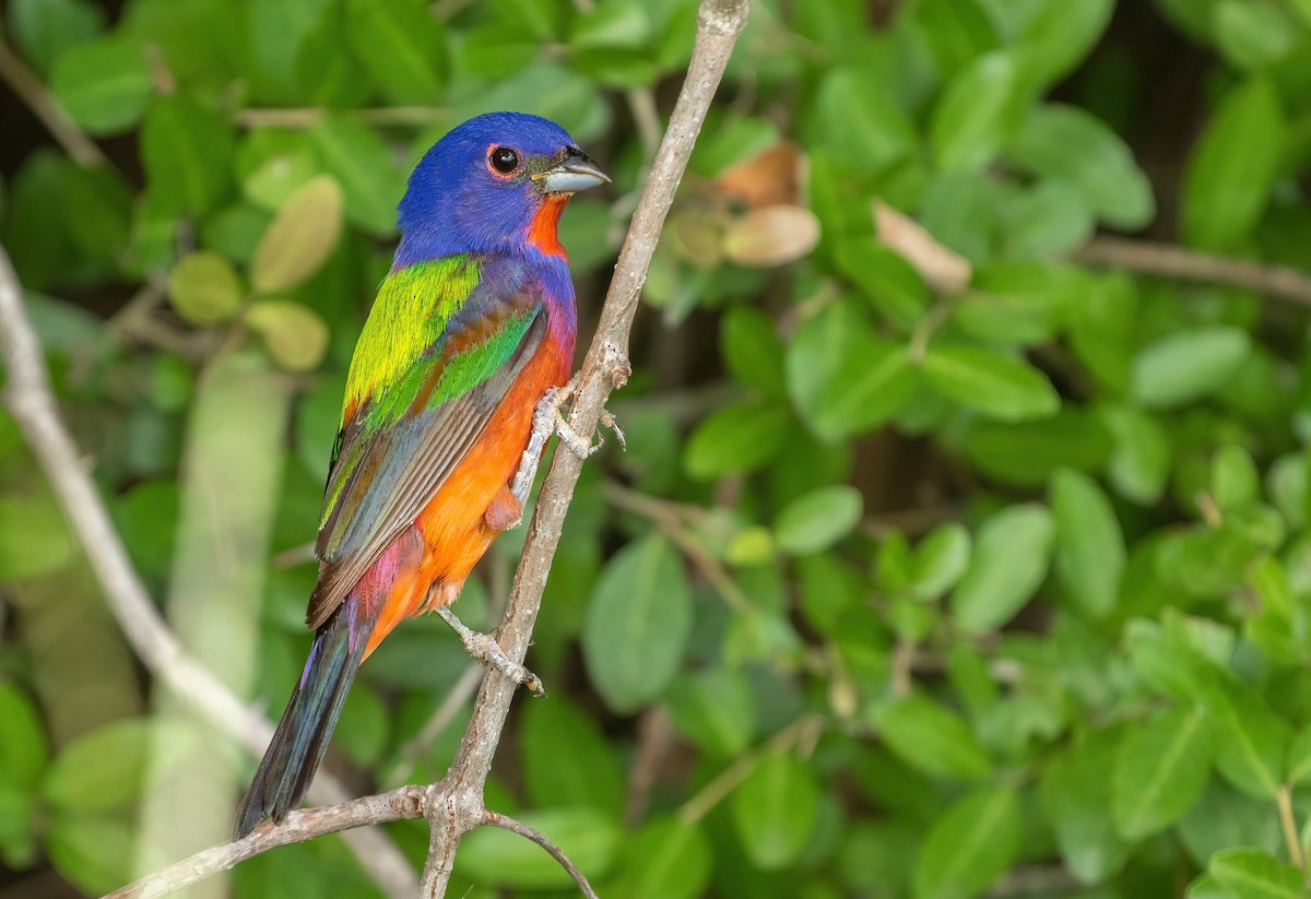 Painted Bunting - ML637458959