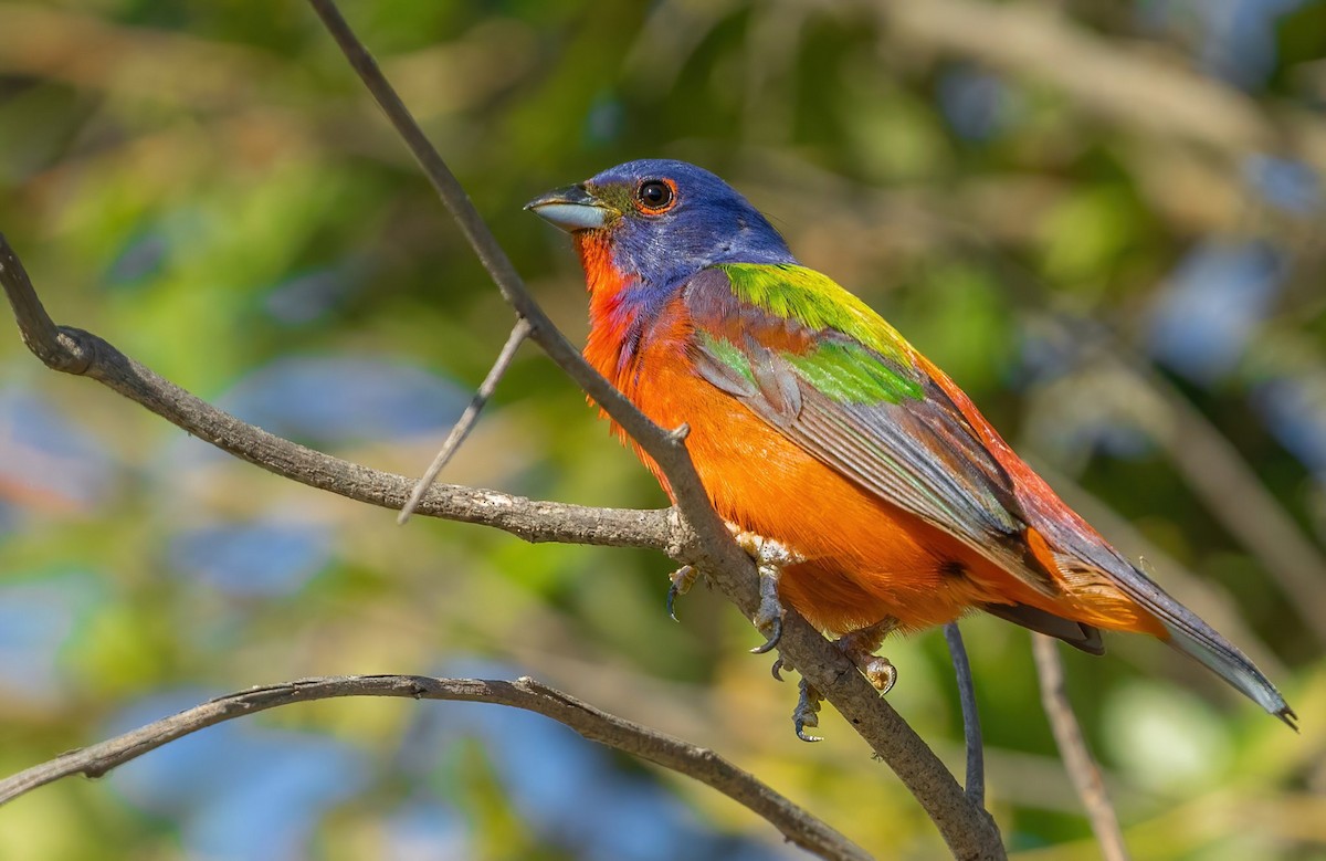 Painted Bunting - ML637458962