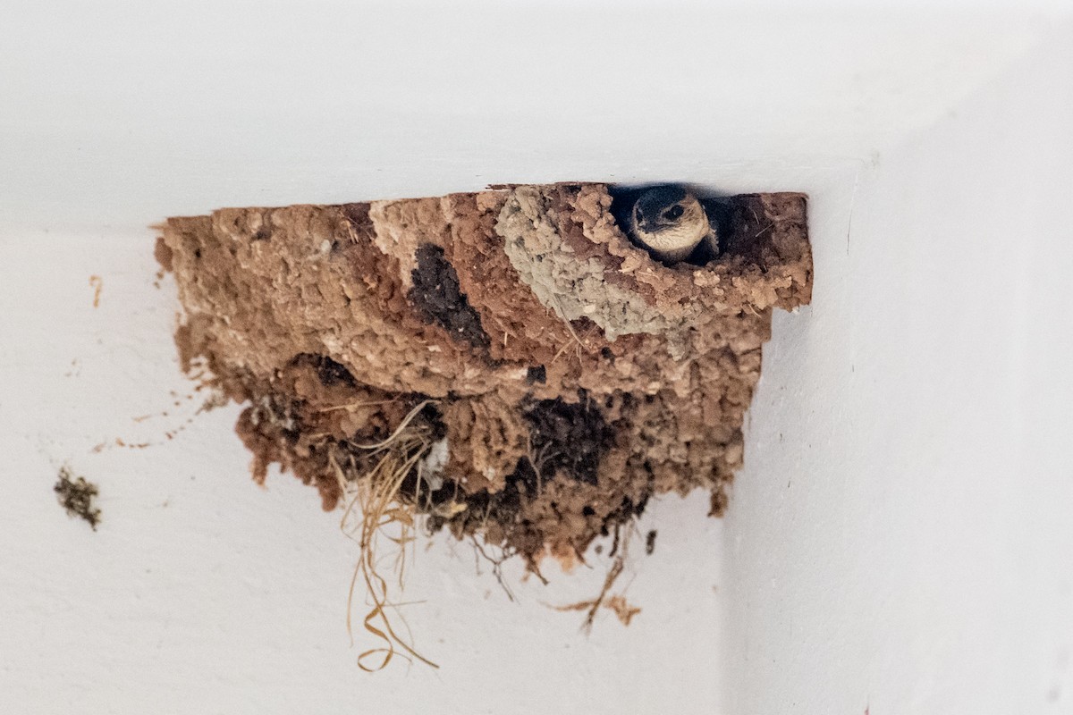European Red-rumped Swallow - ML637458976