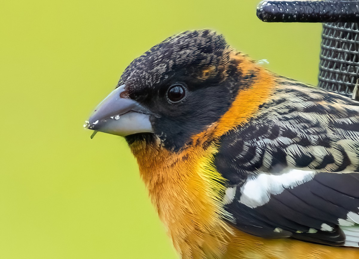 Black-headed Grosbeak - ML637459015