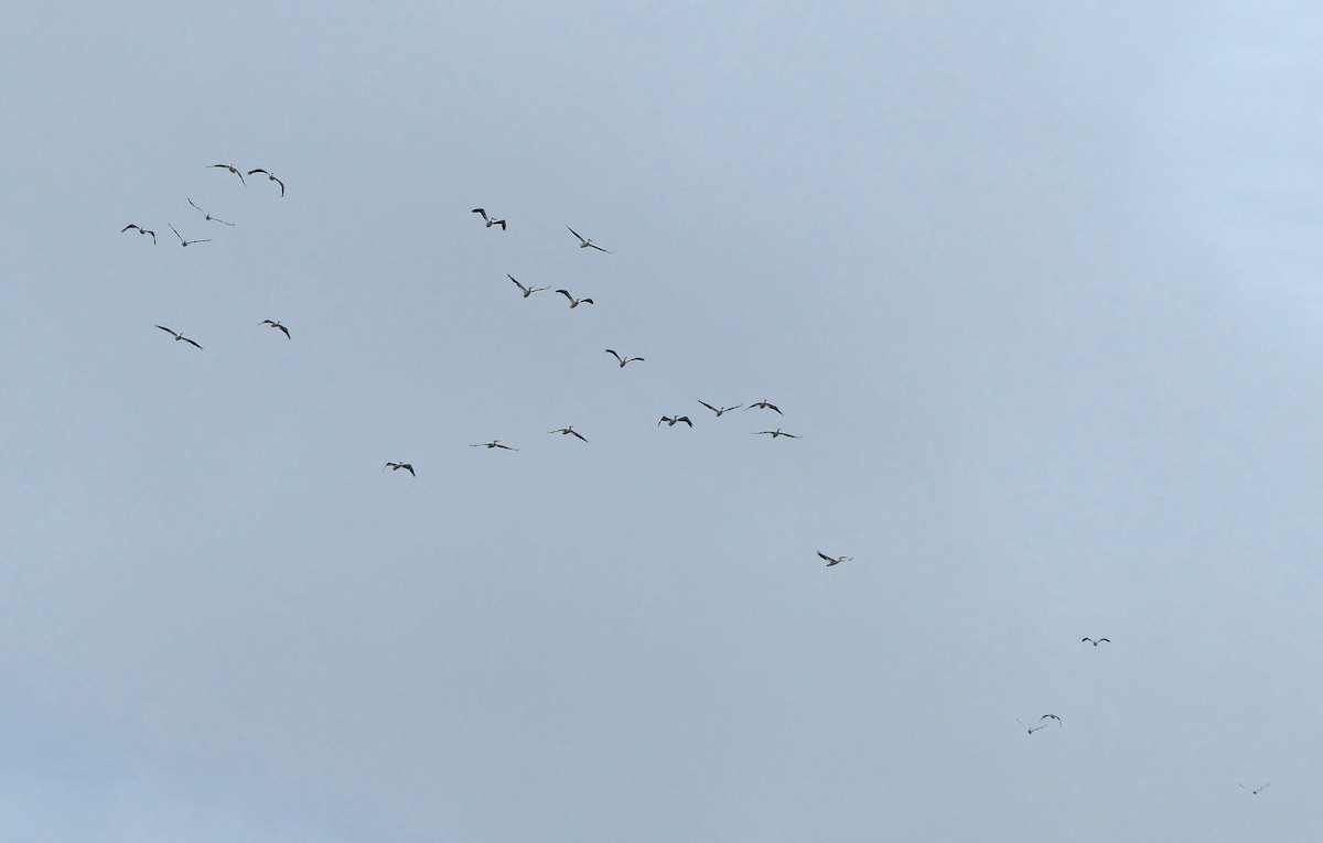 American White Pelican - ML637459048