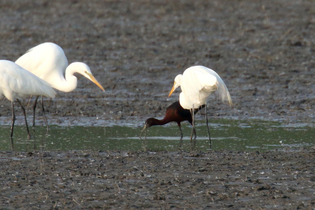 Glossy Ibis - ML637459057