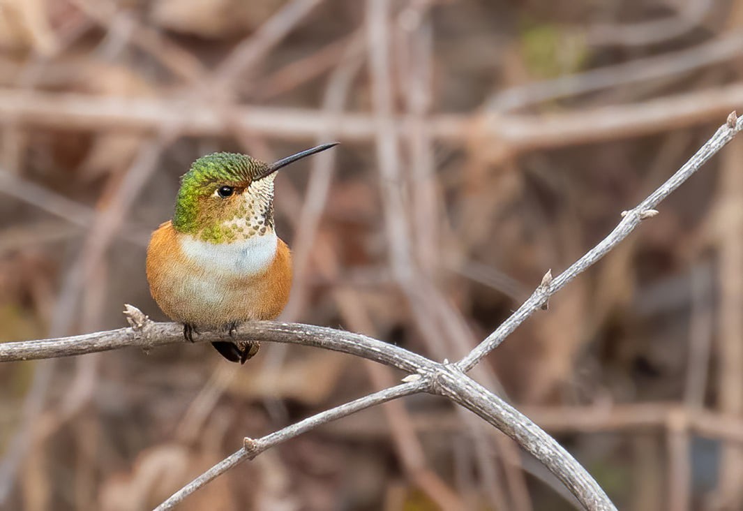 Allen's Hummingbird - ML637459058