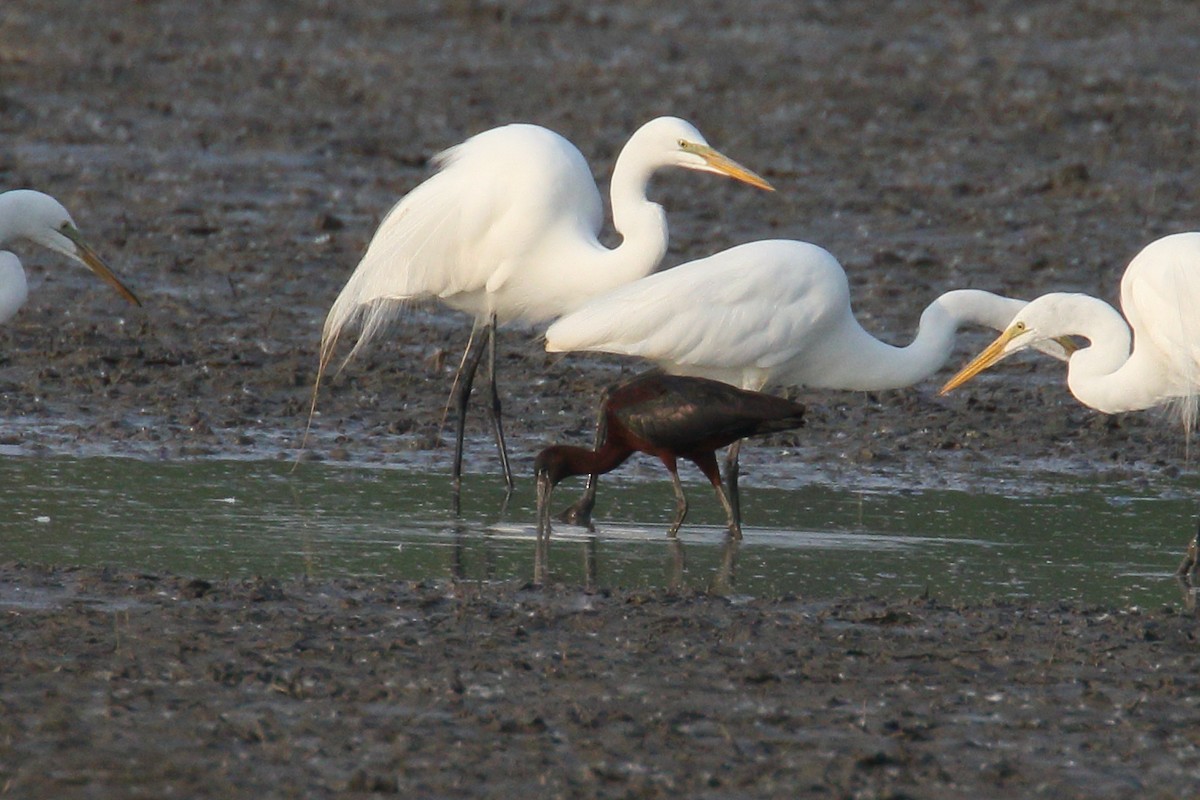 Glossy Ibis - ML637459059