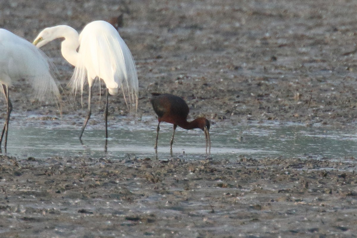 Glossy Ibis - ML637459072