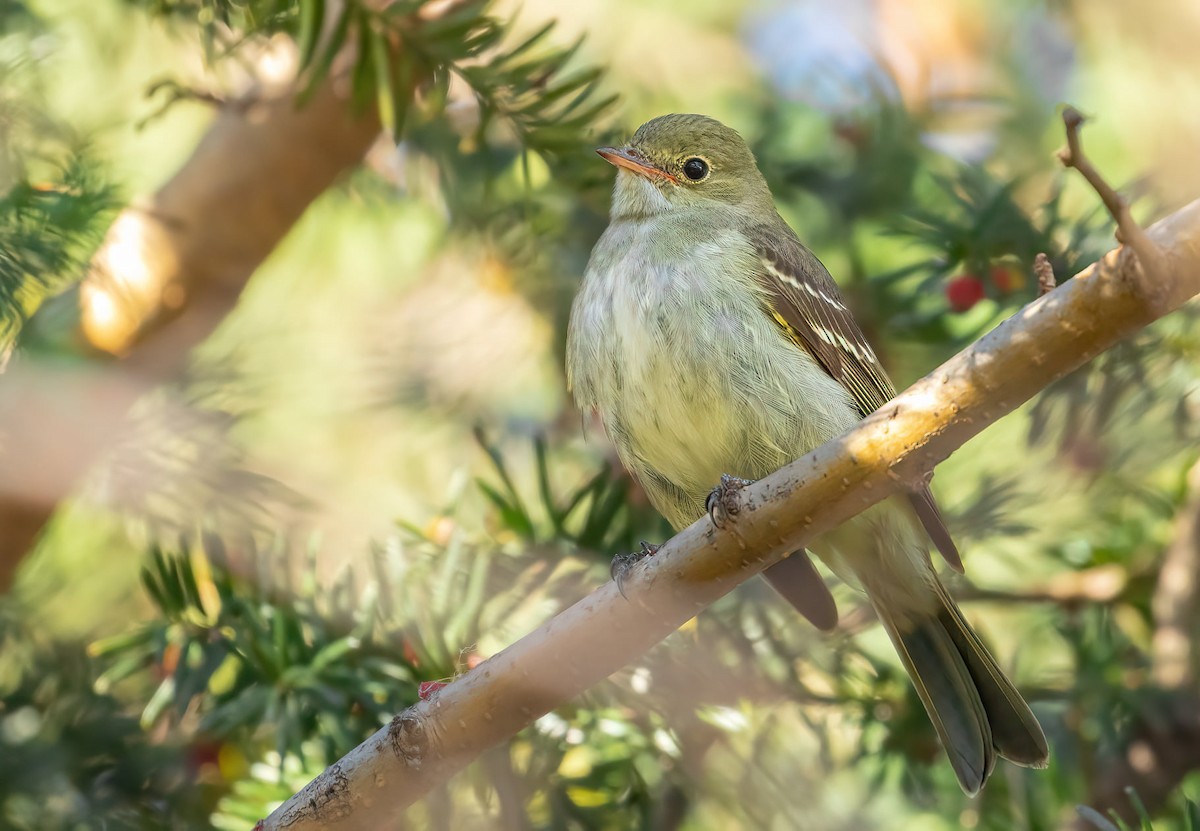 Small-billed Elaenia - ML637459104