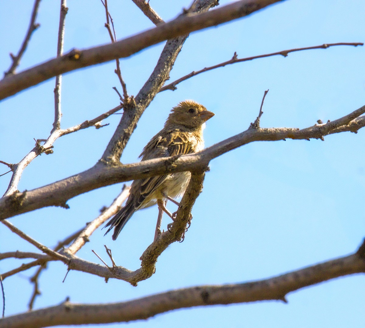House Finch - ML637459117