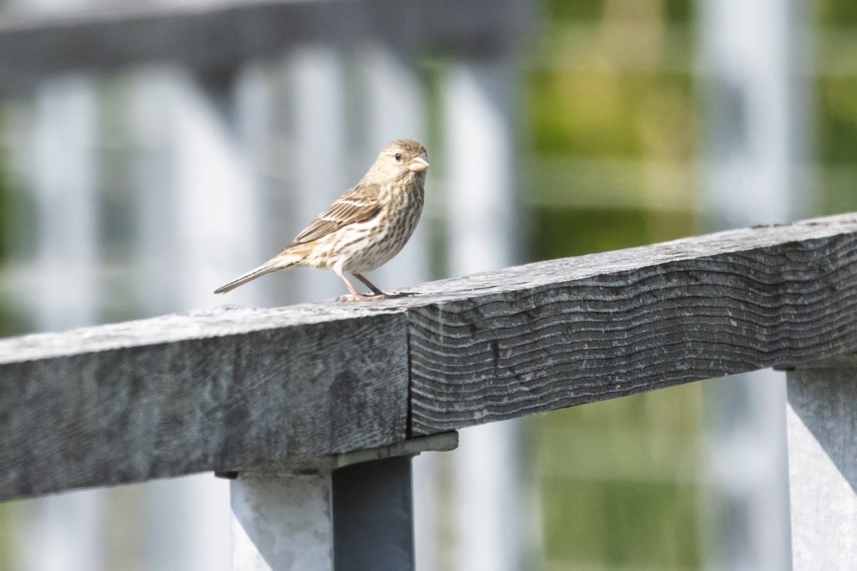 House Finch - ML637459125