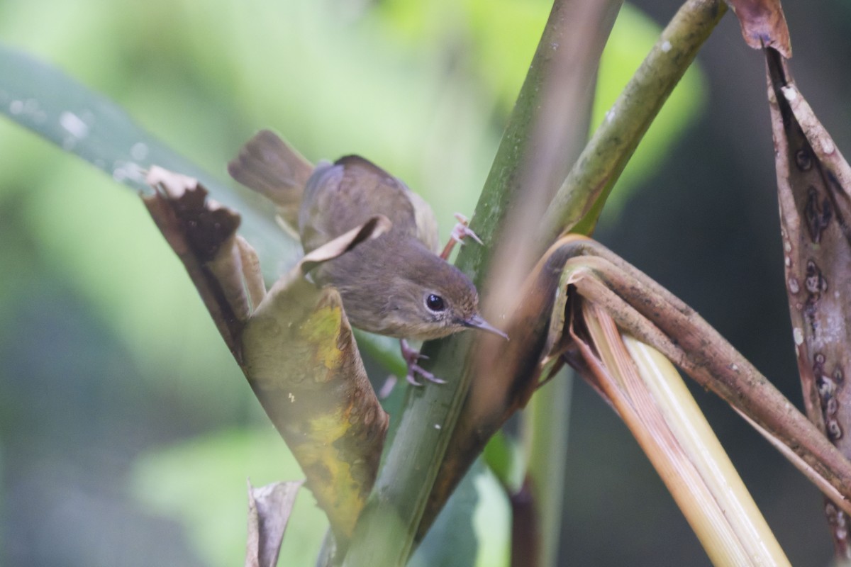 Atherton Scrubwren - ML637459133