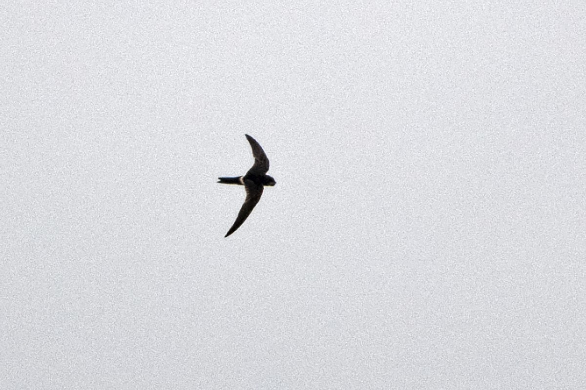 Cook's Swift - ML637459157