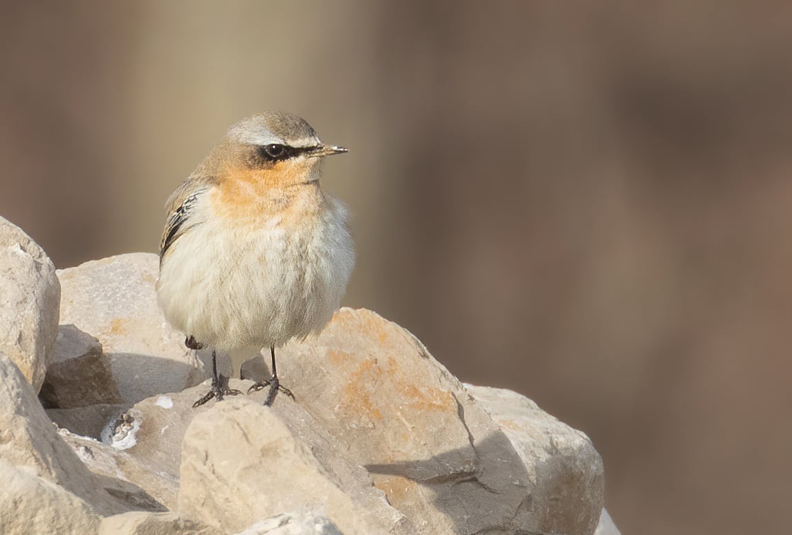 Northern Wheatear - ML637459171
