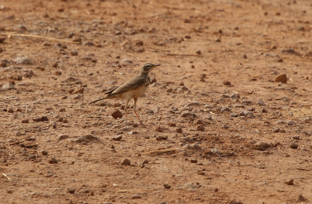Plain-backed Pipit - ML637459197