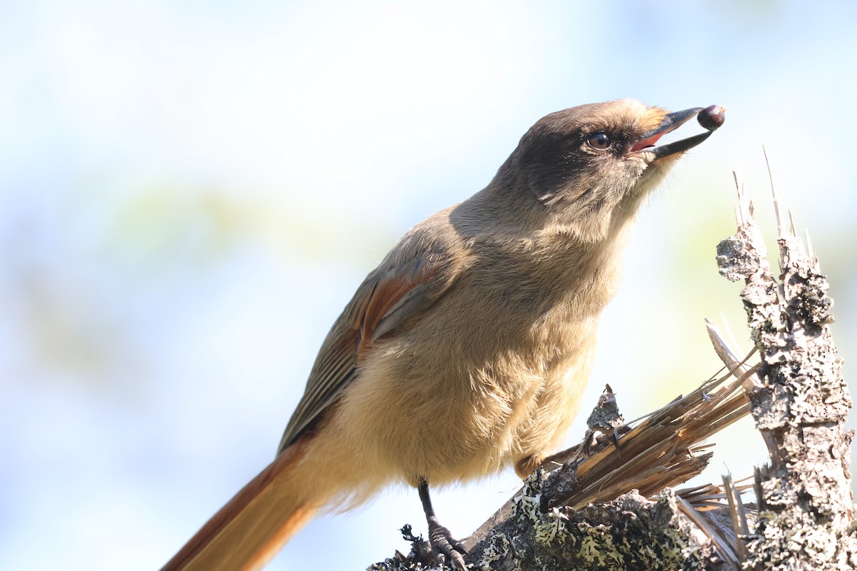 Siberian Jay - ML637459208