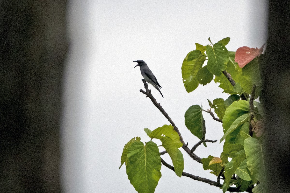 Oriental Cuckooshrike (Oriental) - ML637459214