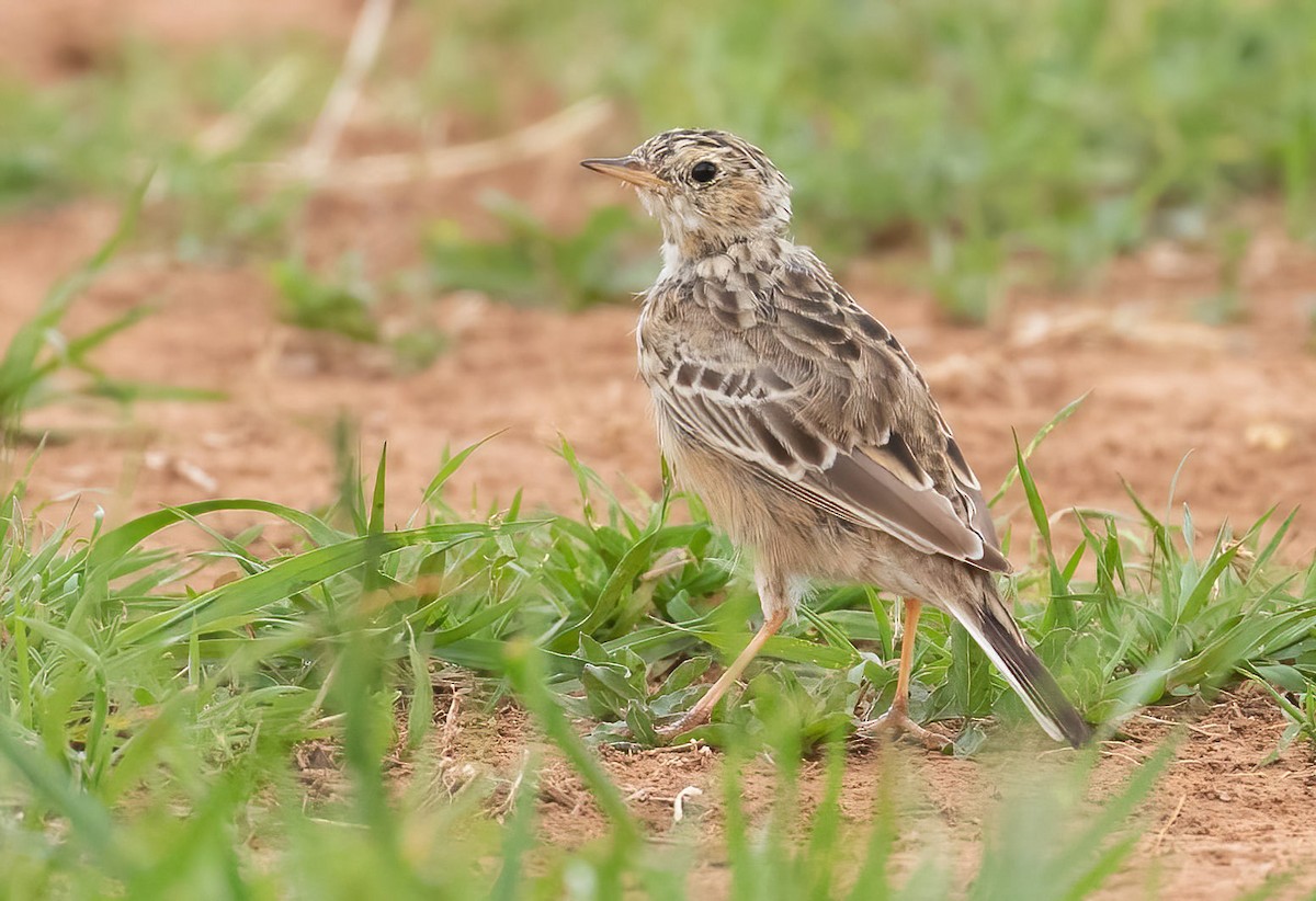 Sprague's Pipit - ML637459219
