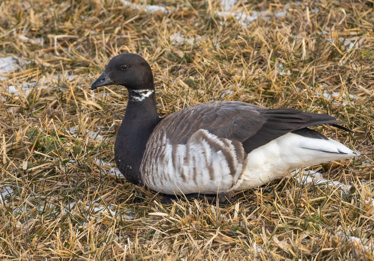 Brant - ML637459240