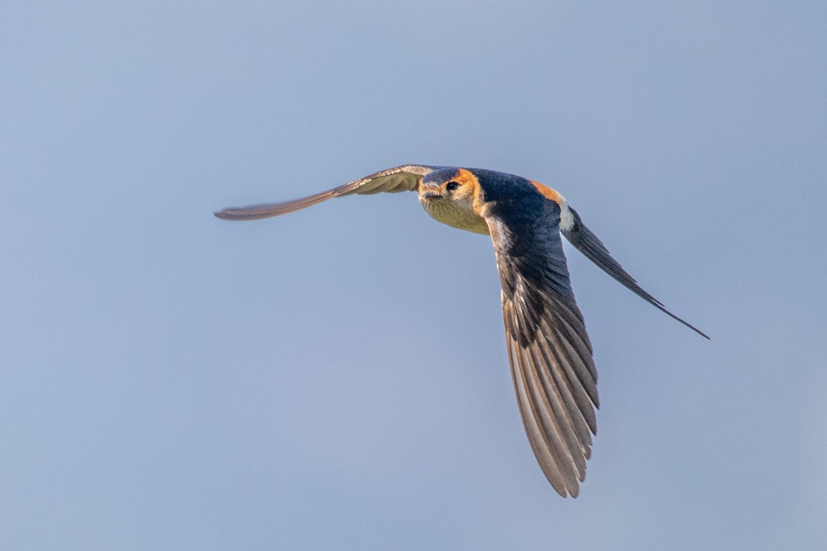European Red-rumped Swallow - ML637459258