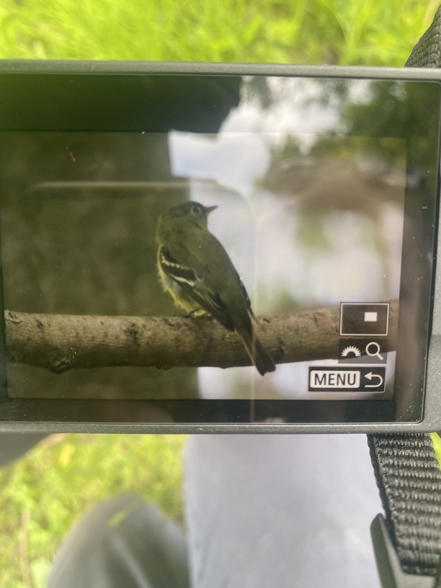 Yellow-bellied Flycatcher - ML637459291