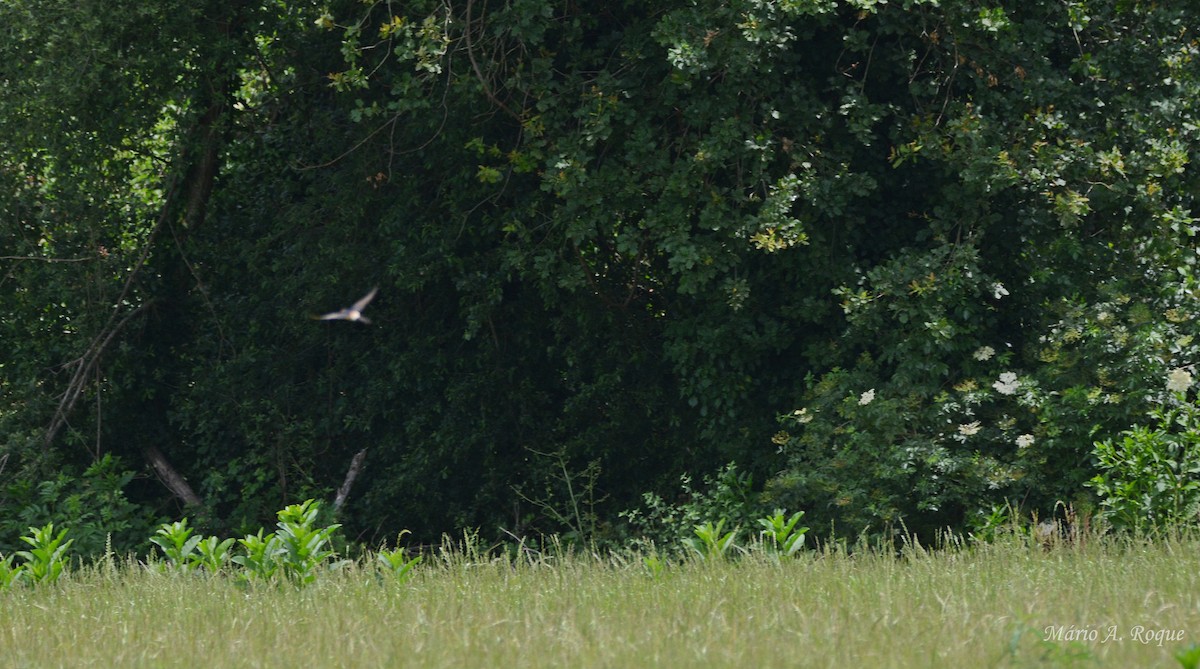 European Red-rumped Swallow - ML637459307