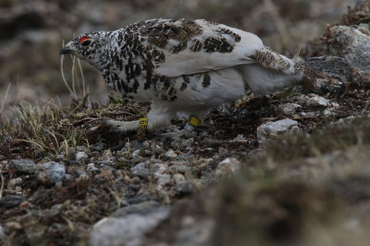 White-tailed Ptarmigan - ML637459310