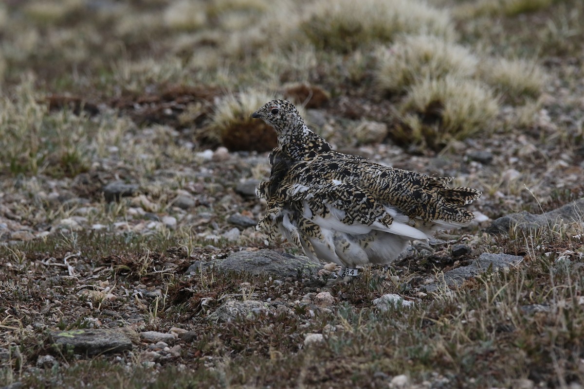 White-tailed Ptarmigan - ML637459311