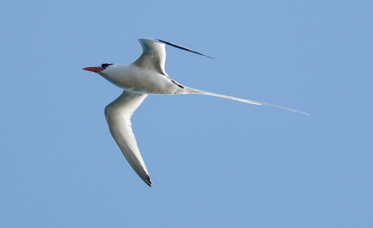 Red-billed Tropicbird - ML637459404