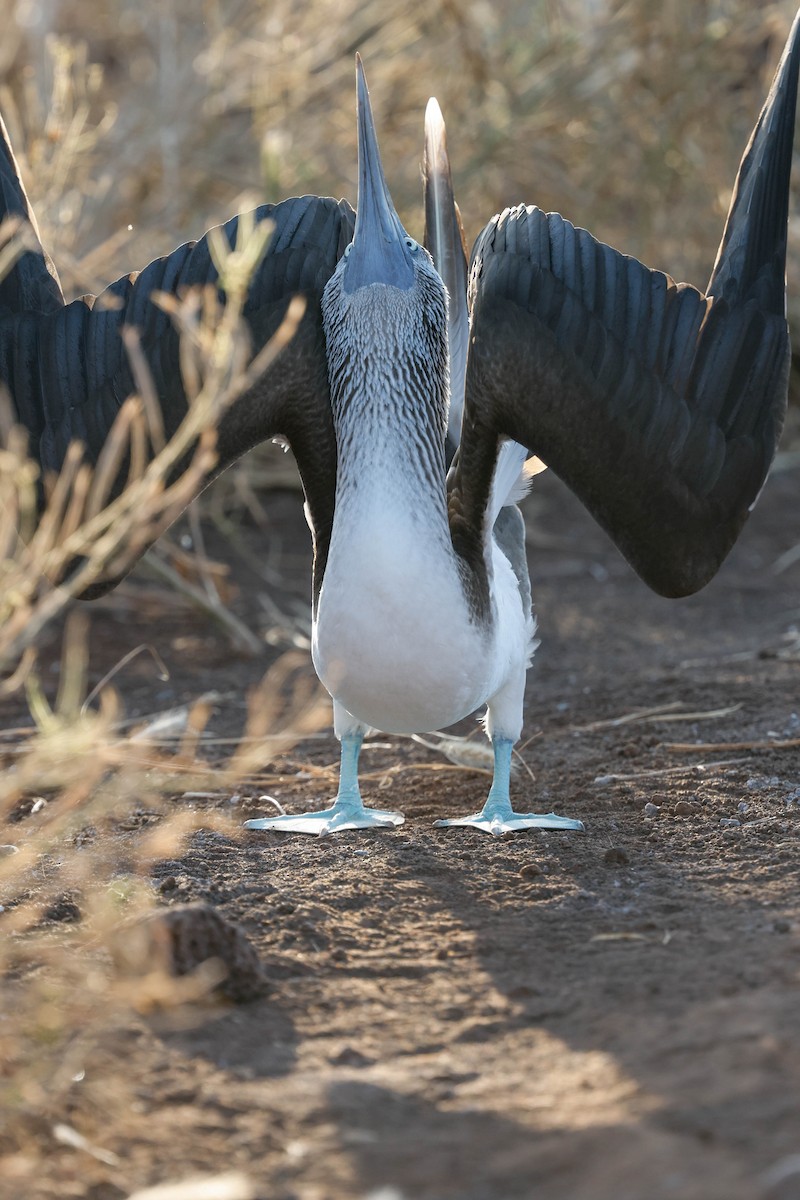 Blue-footed Booby - ML637459457