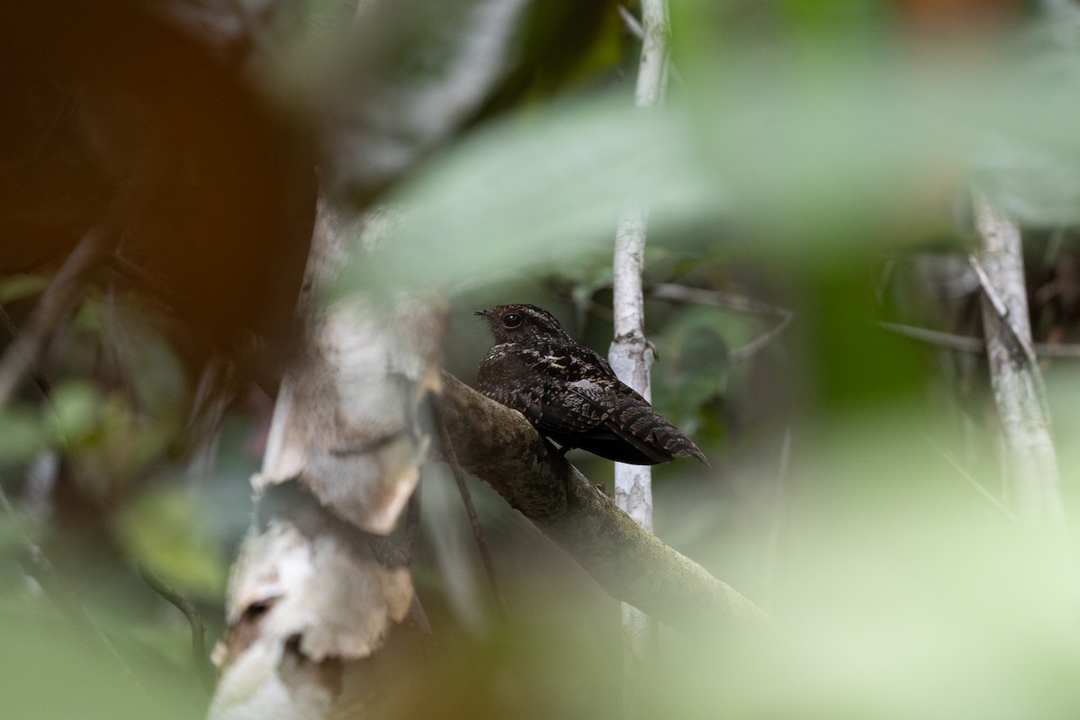 Blackish Nightjar - ML637459468