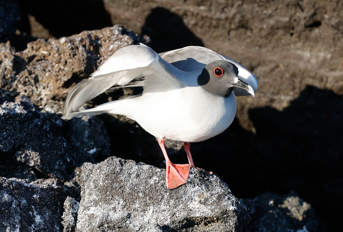 Swallow-tailed Gull - ML637459506