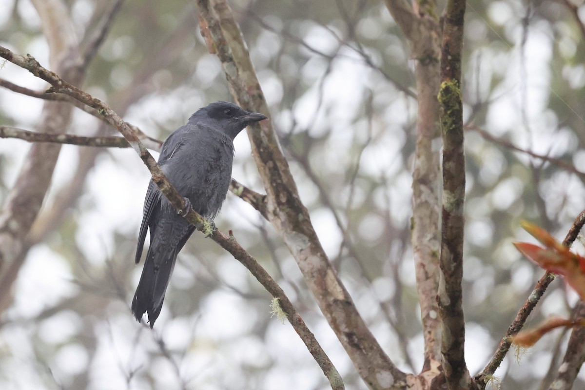 Sunda Cuckooshrike - ML637459507
