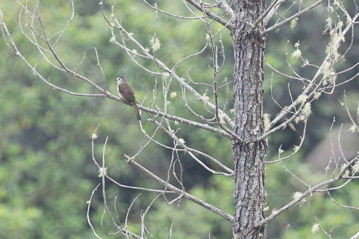 Pale-faced Bulbul - ML637459570