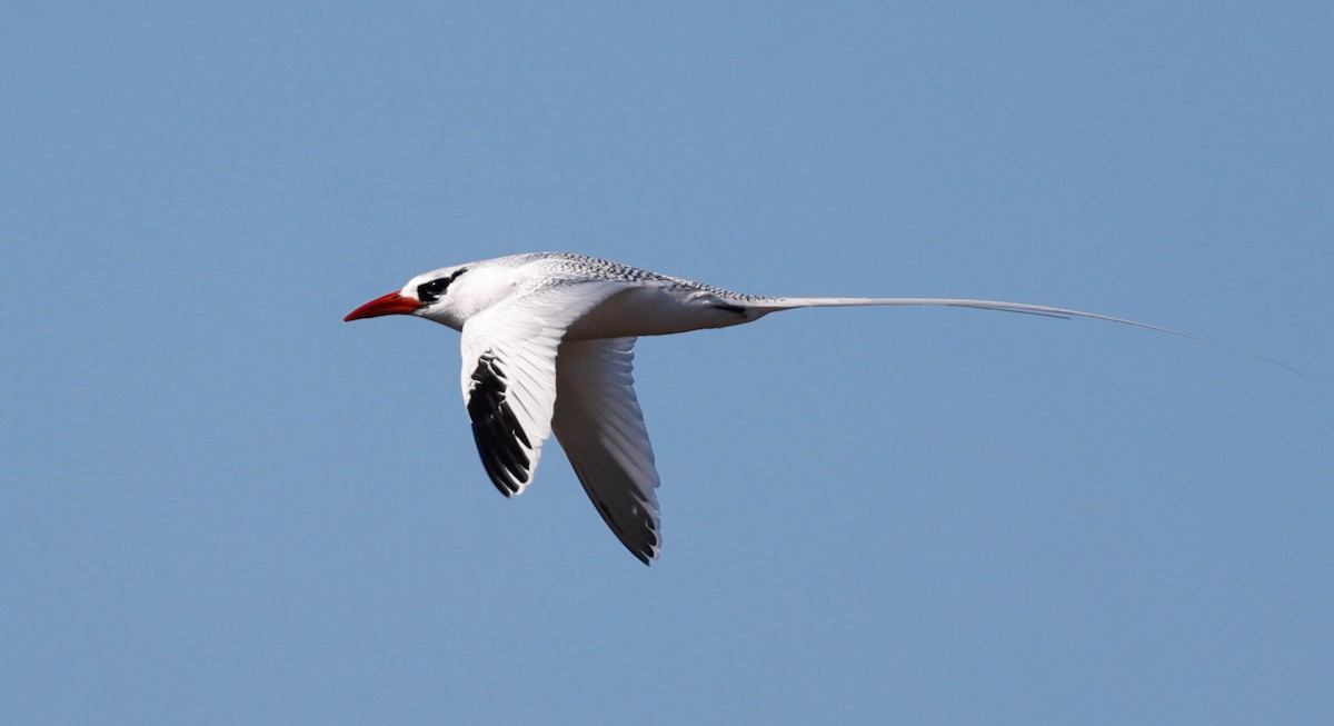 Red-billed Tropicbird - ML637459583