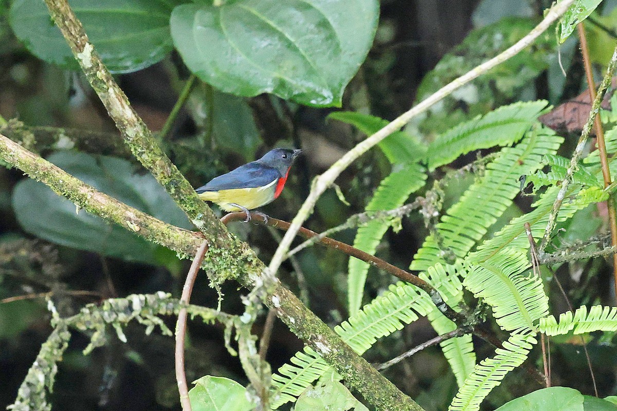 Black-sided Flowerpecker - ML637459589