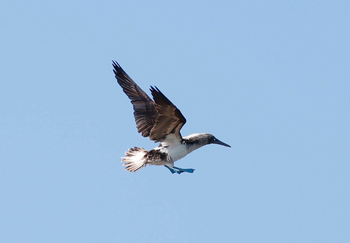 Blue-footed Booby - ML637459619