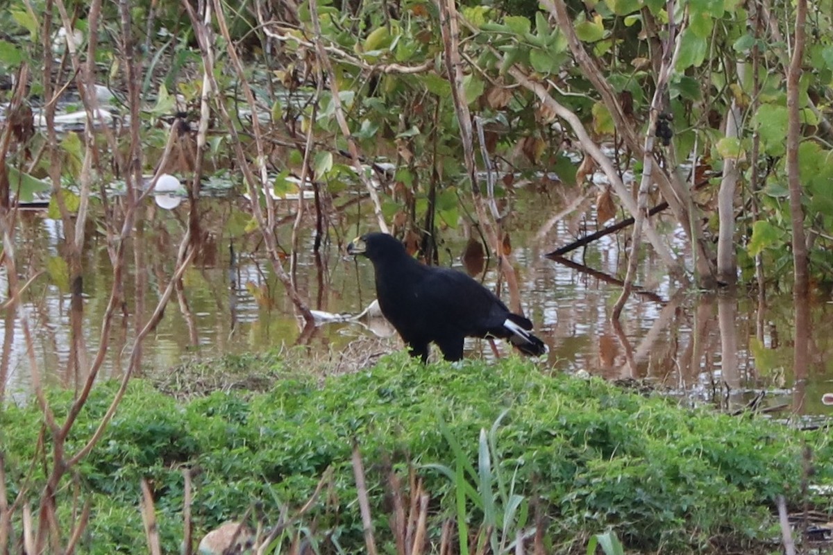 Great Black Hawk - ML637459622