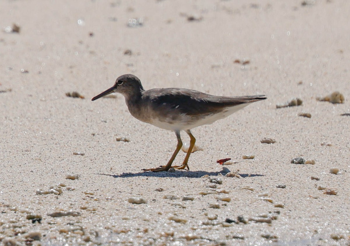 Wandering Tattler - ML637459660