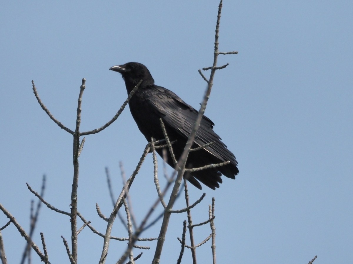 American Crow - ML637459665