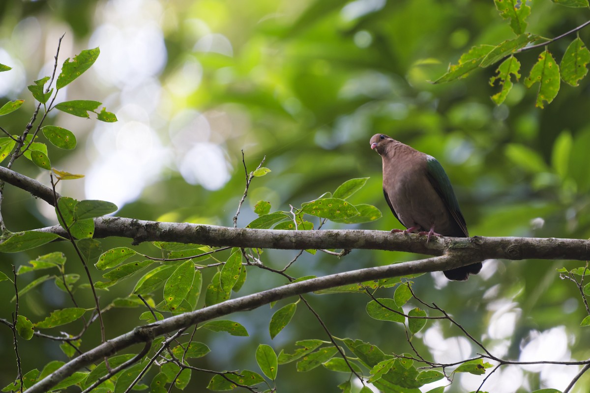 Pacific Emerald Dove - ML637459671