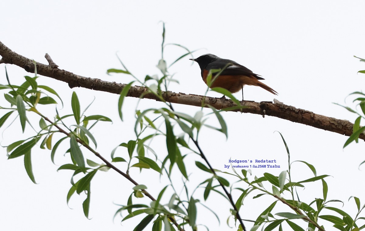 Hodgson's Redstart - ML637459681