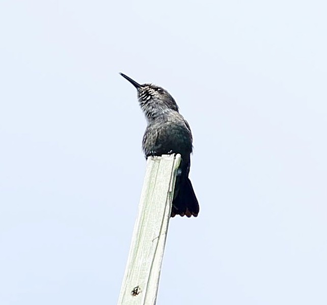 Colibrí Zumbadorcito - ML637459721
